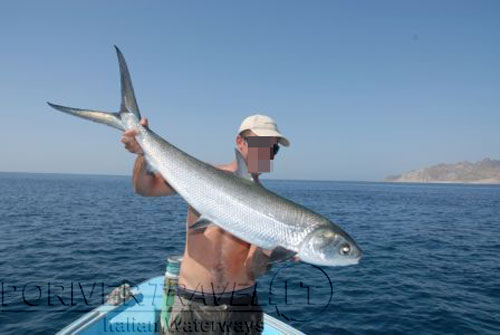 Cattura di milkfish, Mar Arabico, Salalah Sud Oman